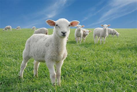 Cute Little Lambs Stock Photo Image Of Meadow Agriculture 2493772