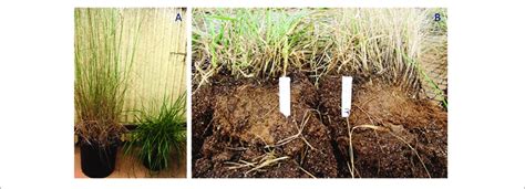 A Shows Two Plants Of The Summer Dormant Tall Fescue Genotype