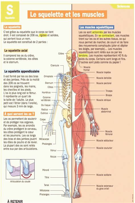 Le Squelette Et Les Muscles En Anatomie Du Corps Anatomie Corps