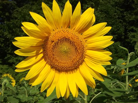 This Picture Of A Sunflower Rnatureismetal