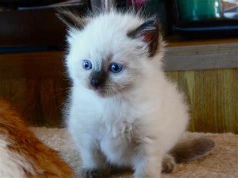 Karistakats himalayan cattery, cat breeder of purebred doll faced himalayan kittens for sale in a variety of colors, located in hunterdon county, new jersey. Angelkissed Rag Doll Kittens Available for Ragdoll Cat ...