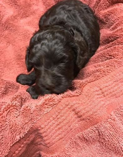 Table of contents labradoodle association and recognition what does an american labradoodle look like? Labradoodle Puppy for Sale - Adoption, Rescue for Sale in ...