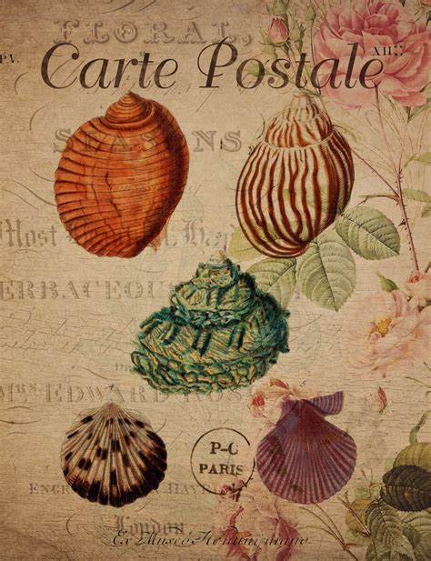 Vintage Shells Floral Postcard Free Stock Photo Public Domain Pictures