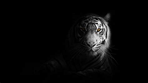 Tiger animated 2 (polygonal mane) 3d. Download wallpaper 1920x1080 tiger, big cat, predator ...