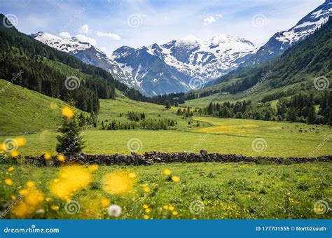 Beautiful Alpine Mountain Landscape With Cows Grazing In Fresh Green