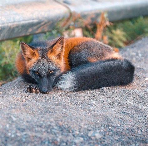 Nature On Instagram “🦊 The Cross Fox Is A Partially Melanistic Color