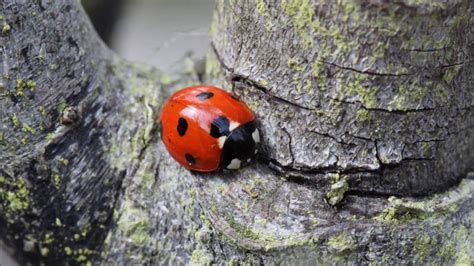 mutualistic ladybug on tree youtube