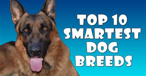 Top 10 Smartest Dog Breeds All About Dogs