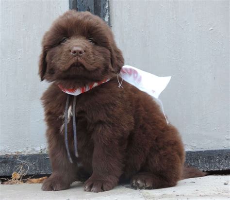 Baalos Purebred Healthy Newfoundland Puppy For Sale