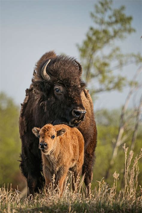 Bison Cow And New Calf Nestled Safely Under Her Smithsonian Photo