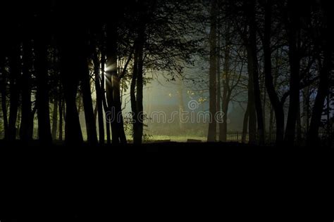 Foresta Scura E Spaventosa Alla Notte Fotografia Stock Immagine Di