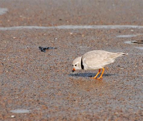 Birding Is Fun Piping Plovers At Maines Reid State Park