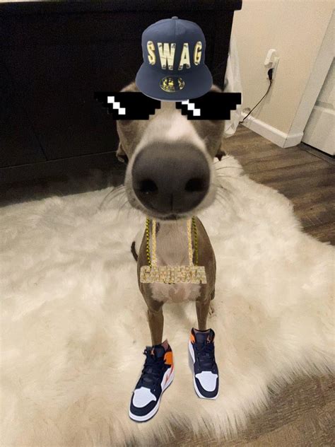 Awesome Dog Has Swag Awesome Rconnoreatspants