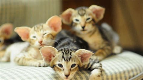 Oriental shorthair kittens for sale grand champion blood lines registered. Oriental Shorthair Hypoallergenic Cats - petfinder
