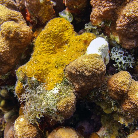 Caribbean Coral Reefs Under Siege From Aggressive Algae Carnegie