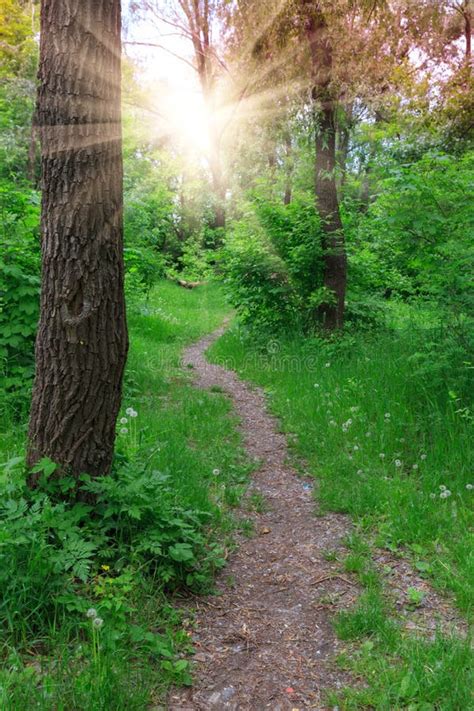 Pathway In Green Forest Stock Photo Image Of Environment 45314388