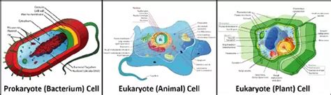 How Do The Cells Of Bacteria Differ From The Cells Of Plants And