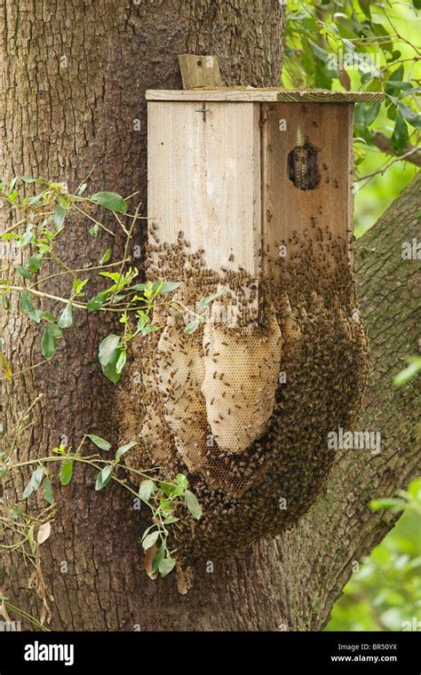 Wild Honey Bee Nest