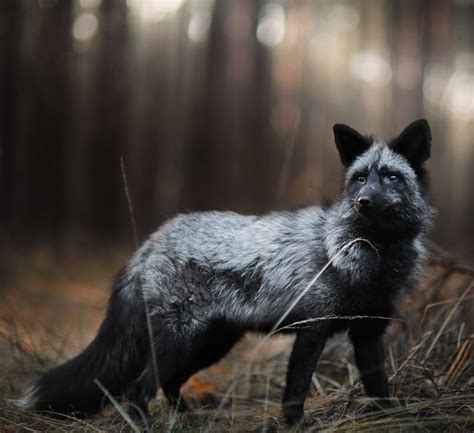 Beautiful Wildlife Silver Fox By © Iza Lyson Silver Fox