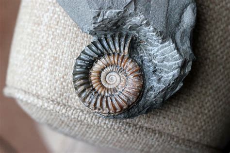 Fossils Jurassic Coast Fossil Hunting