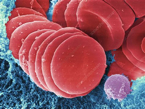 Human Red Blood Cells Sem Stock Image C0283755 Science Photo
