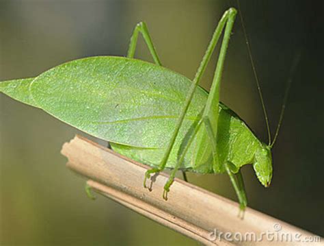 General Knowledge Long Horned Grasshopper Katydids