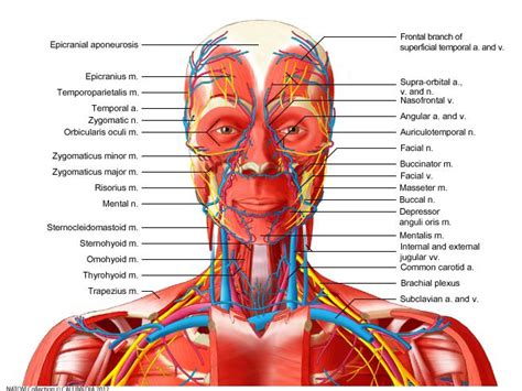 Immediate treatment is necessary to restore blood flow in the artery. Head, neck - Anterior view - Deep muscles, blood vessels ...