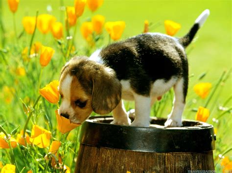 Spring Dachshund Puppies Wallpapers Wallpaper Cave