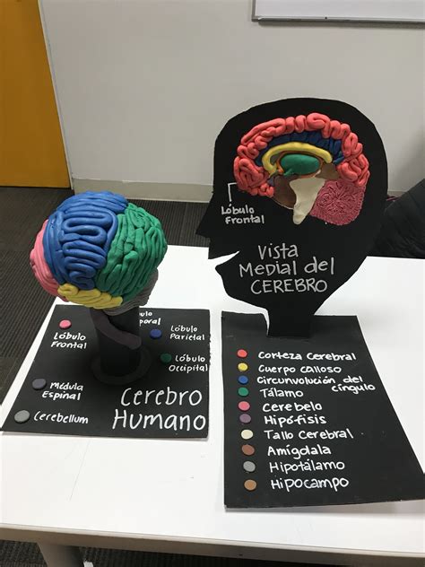 Maqueta Cerebro Humano Artofit