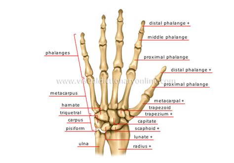 Human Being Anatomy Skeleton Hand Image Visual Dictionary Online