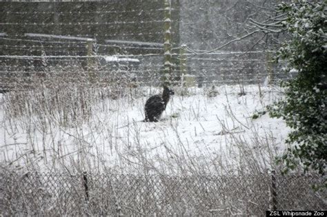 Whipsnade dunstable lu6 2lf великобритания. P-P-P-P-P Pick Up A Snow-Covered Penguin At Whipsnade Zoo ...