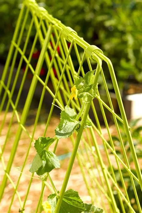 12 Best Trellis For Cucumber In Raised Beds Slick Garden