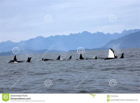 Orca Spy Hopping With Pod Of Resident Orcas Of The Coast