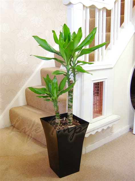 1 Large Indoor Office House Tree Milano Gloss Pot Palm