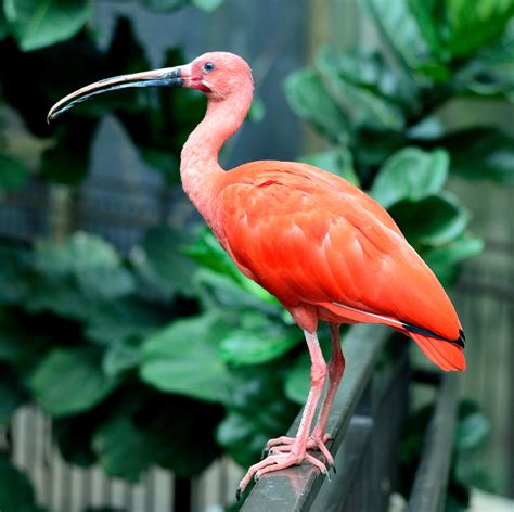 Free Images Nature Red Beak Fauna Flamingo Vertebrate Water