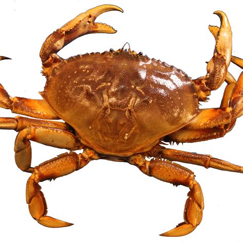 Png Picture Of A Crab Transparent Picture Of A Crabpng Images Pluspng