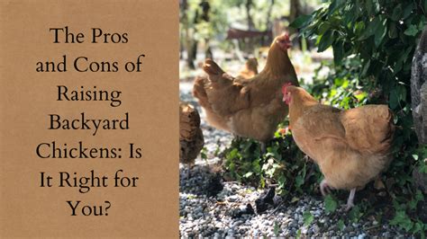 The Pros And Cons Of Raising Backyard Chickens Is It Right For You