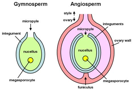 How Many Chromosomes Are Present In The Nucellus