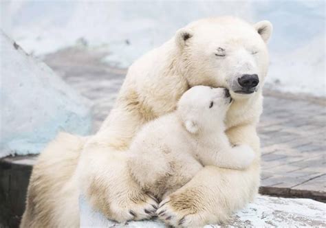Kisses For A Momma Polar Bear Ifttt2nspxty Cute Animals