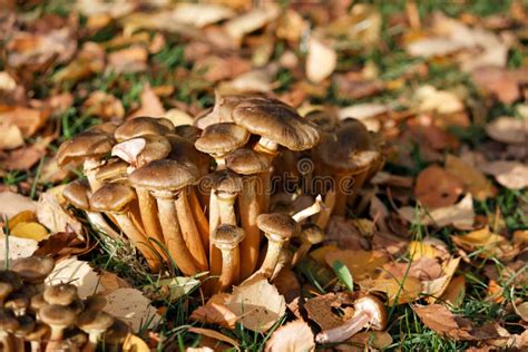 Little Brown Mushrooms Stock Photo Image Of Nature Brown 12774460