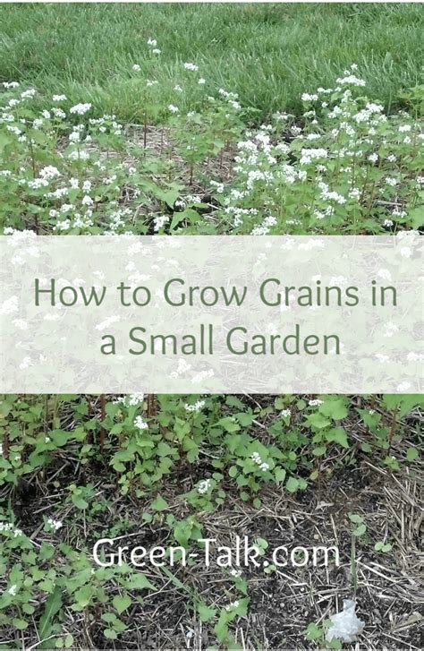 How To Grow Grains In A Small Garden Green Talk Small Garden