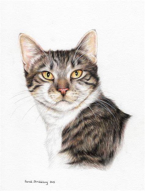 Tabby Cat Painting By Sarah Stribbling