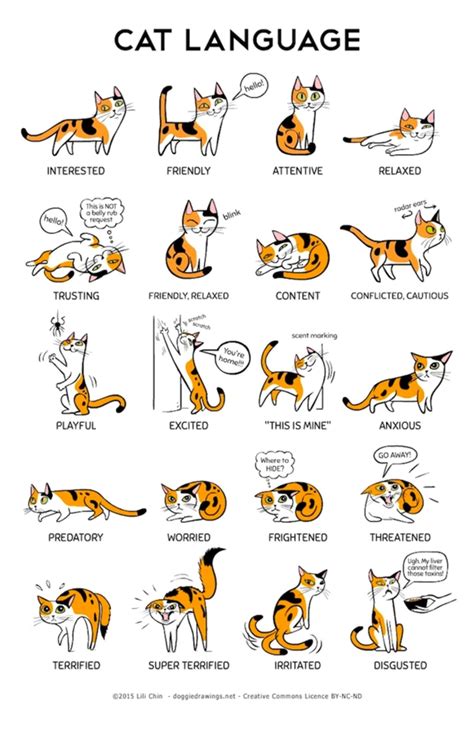 Decipher Your Cats Body Language With This Helpful Infographic