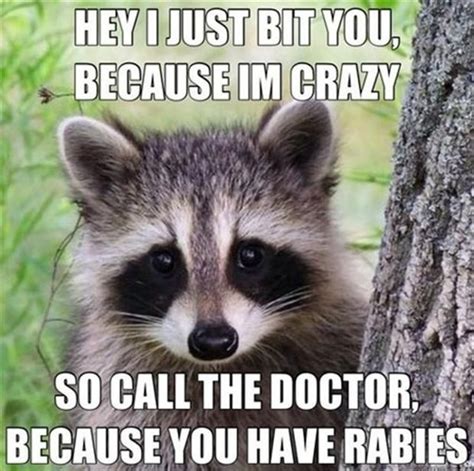 194 Best Images About Cute Animal Memes On Pinterest Bad