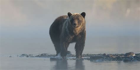 Idaho Governor Petitions To Delist Grizzly Bear From The Endangered