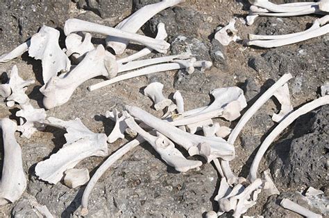 Pile Of Bones Stock Photos Pictures And Royalty Free Images Istock