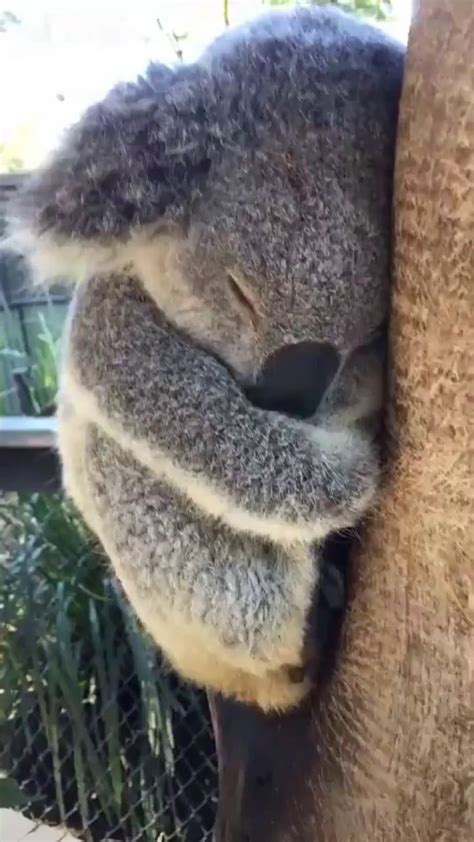 Sweet Sleeping Koala Sleeping Animals Cute Baby Animals Cute Funny