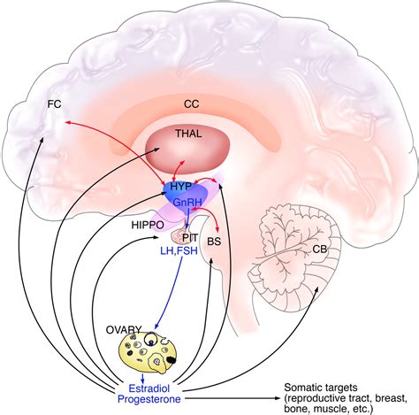 Estrogen Menopause And The Aging Brain How Basic Neuroscience Can