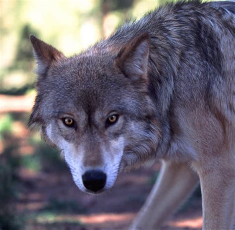 wolf - Wolves Photo (28654070) - Fanpop