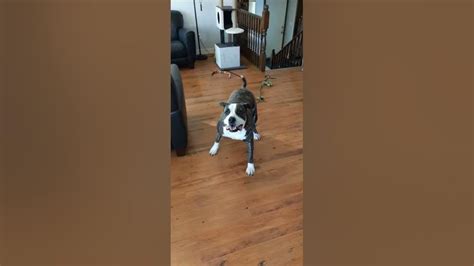 The Majestic Post Poop Dance Round Zoomies Youtube